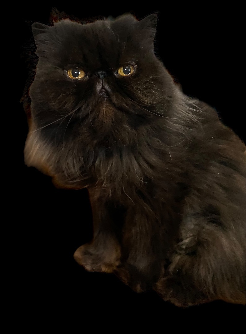 Raven, a Adopted Persian in Limekiln, PA image 1/4