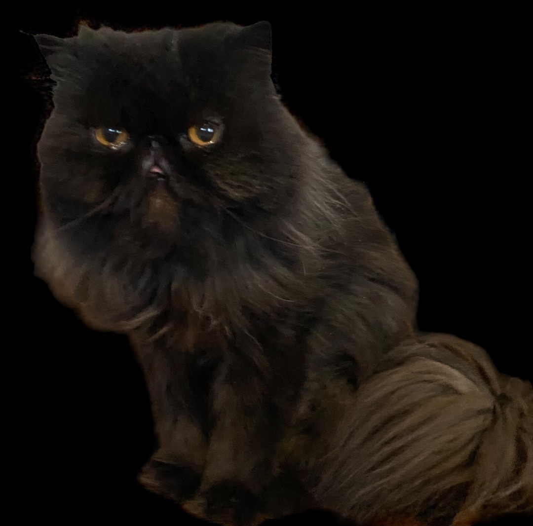 Raven, a Adopted Persian in Limekiln, PA image 2/4