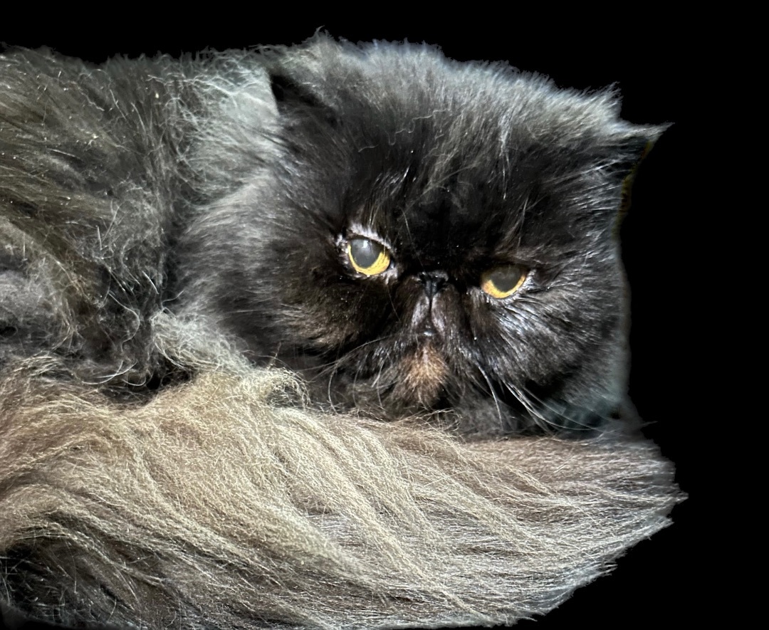 Raven, a Adopted Persian in Limekiln, PA image 3/4