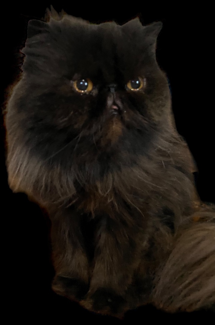 Raven, a Adopted Persian in Limekiln, PA image 4/4