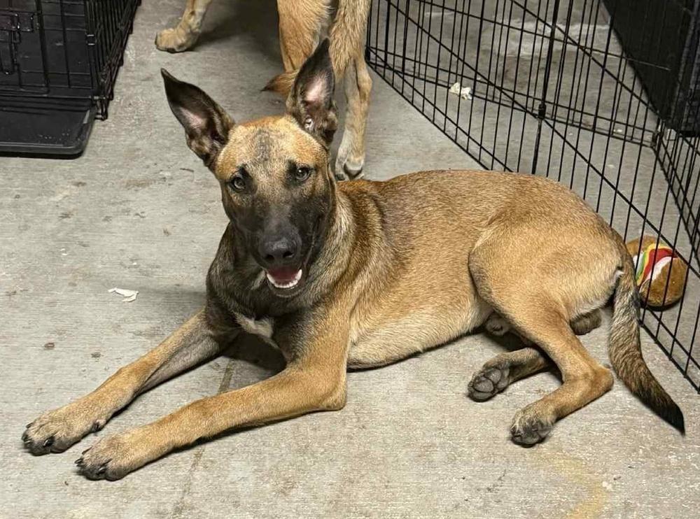 Brennan - Located in Florida, Adoptable, Young Male Belgian Shepherd / Malinois.