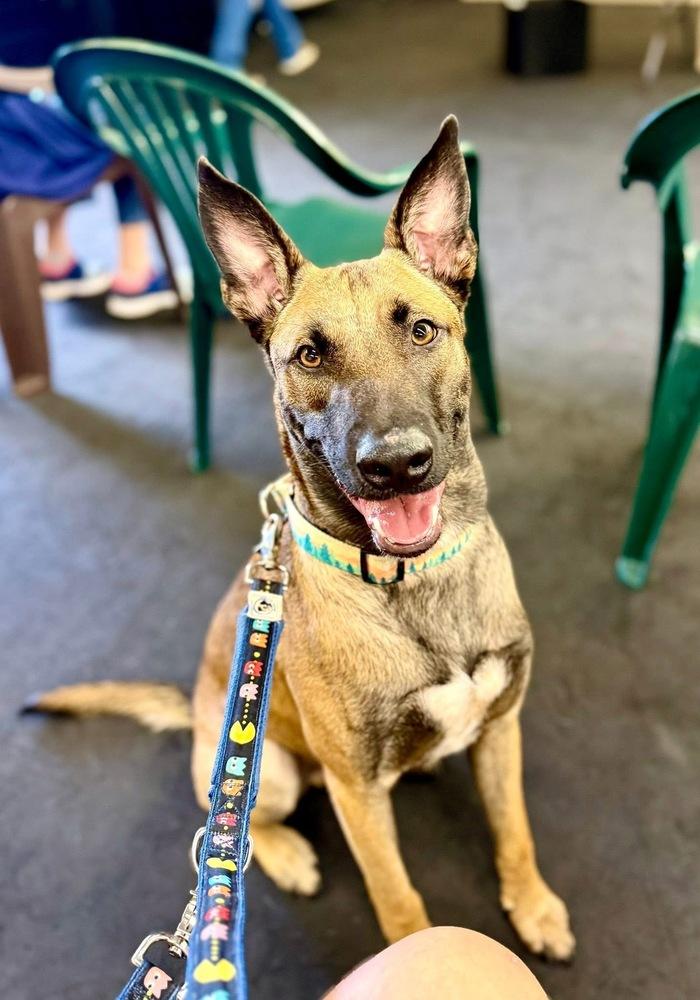 Brennan - Located in Florida — thumbnail 2