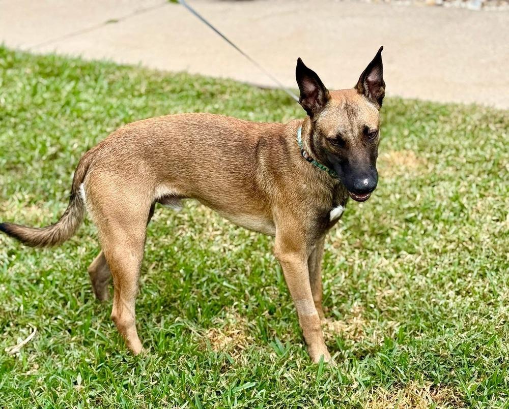Brennan - Located in Florida, a Adoptable Belgian Shepherd / Malinois in Imlay City, MI image 2/4