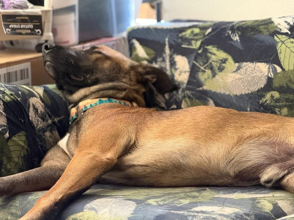 Brennan - Located in Florida, a Adoptable Belgian Shepherd / Malinois in Imlay City, MI image 4/4