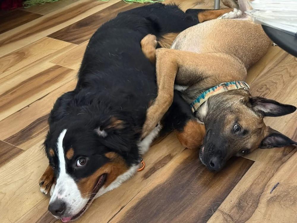 Brennan - Located in Florida — thumbnail 6