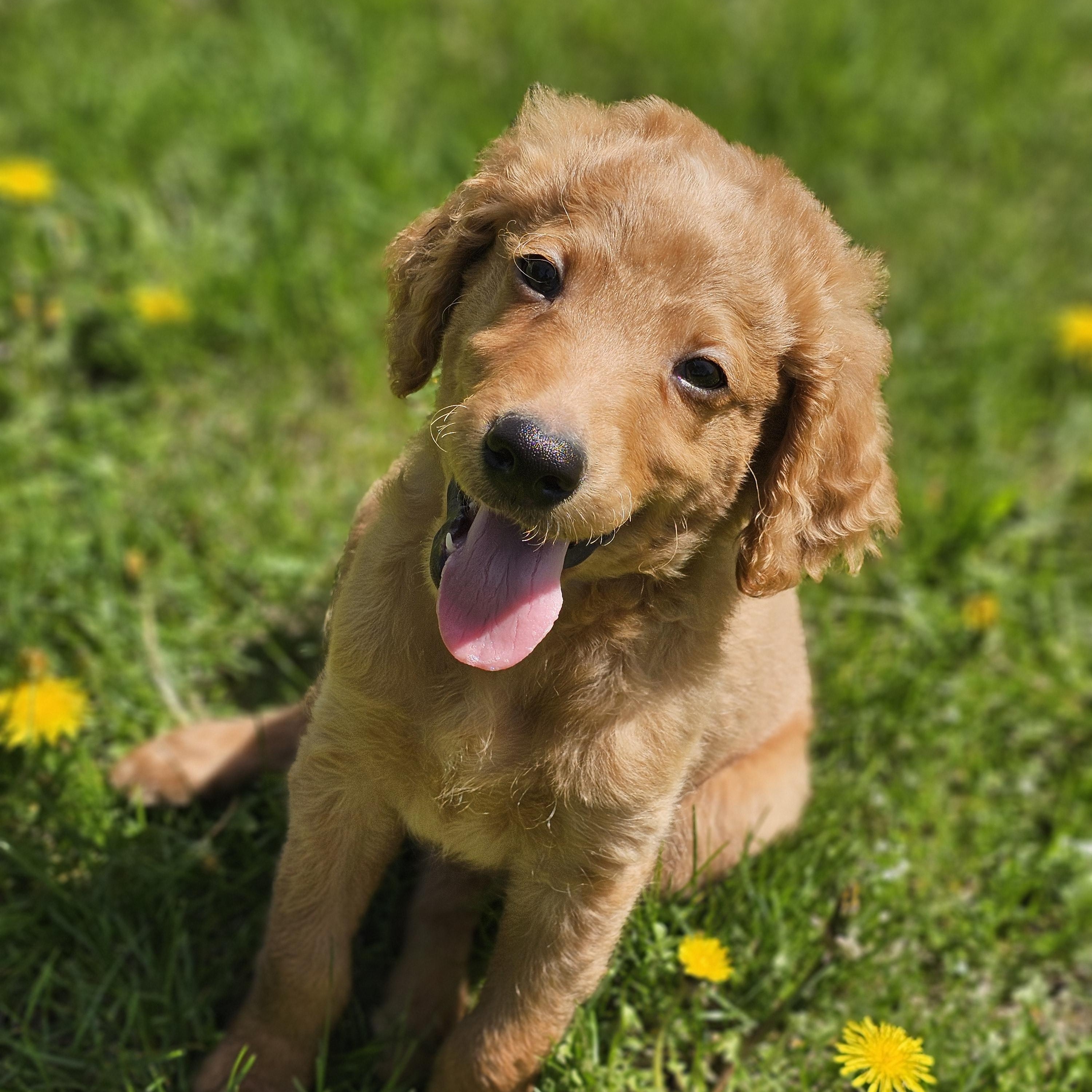 Enlarge HANK   $425, an adopted mixed breed in Milwaukee, WI image 1/2