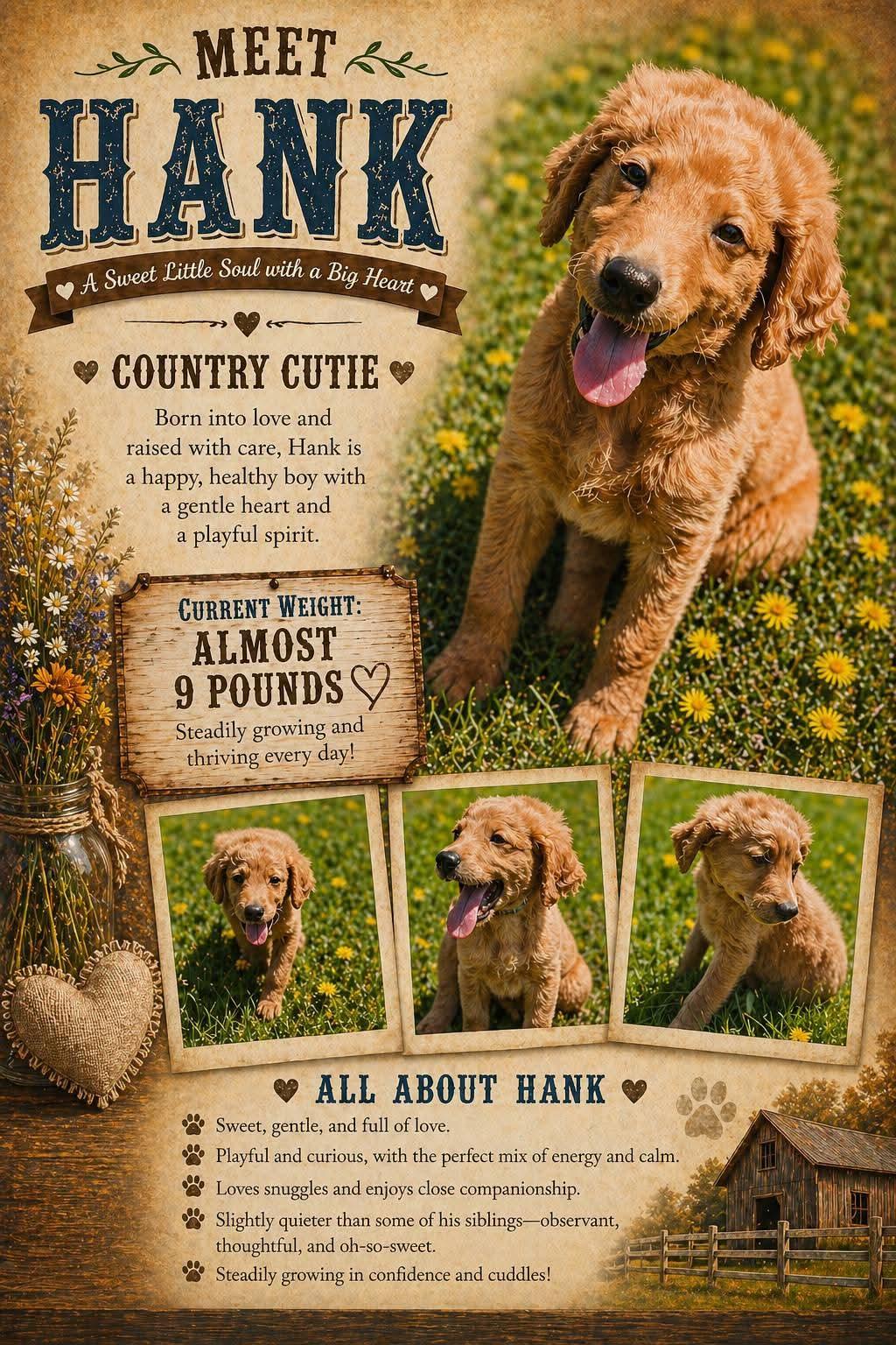 Enlarge HANK   $425, an adopted mixed breed in Milwaukee, WI image 2/2
