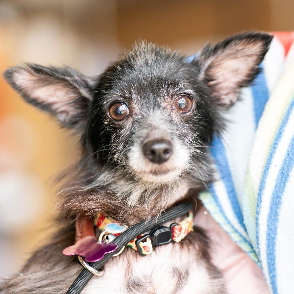 Charlotte, Adoptable, Adult Female Chihuahua.