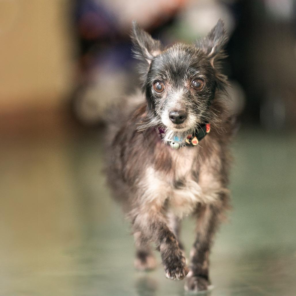 Enlarge Charlotte, a Adoptable mixed breed in Bessemer, AL image 2/5