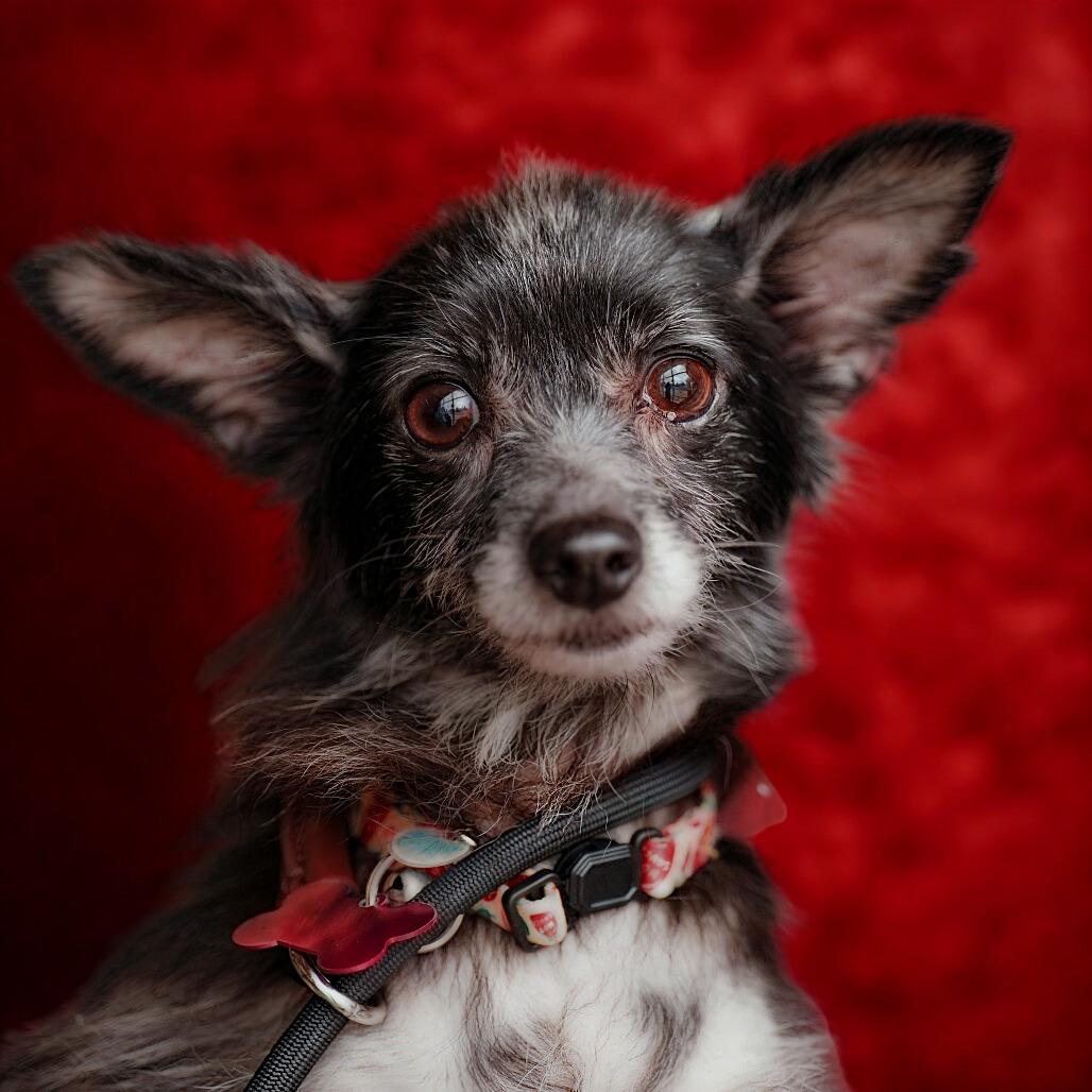 Enlarge Charlotte, a Adoptable mixed breed in Bessemer, AL image 3/5