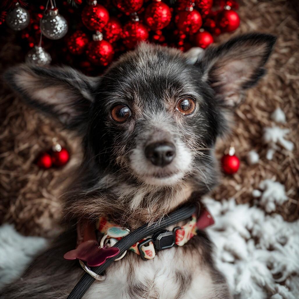 Enlarge Charlotte, a Adoptable mixed breed in Bessemer, AL image 4/5