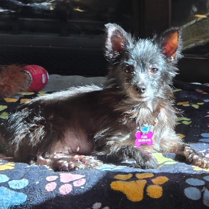 Enlarge Charlotte, a Adoptable mixed breed in Bessemer, AL image 5/5