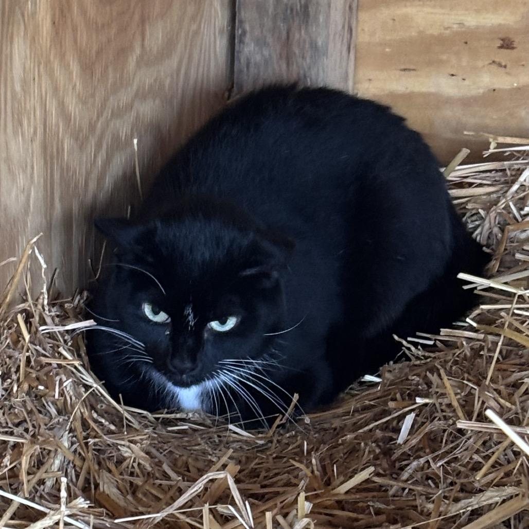 Sarah, Adoptable, Adult Female Domestic Short Hair.