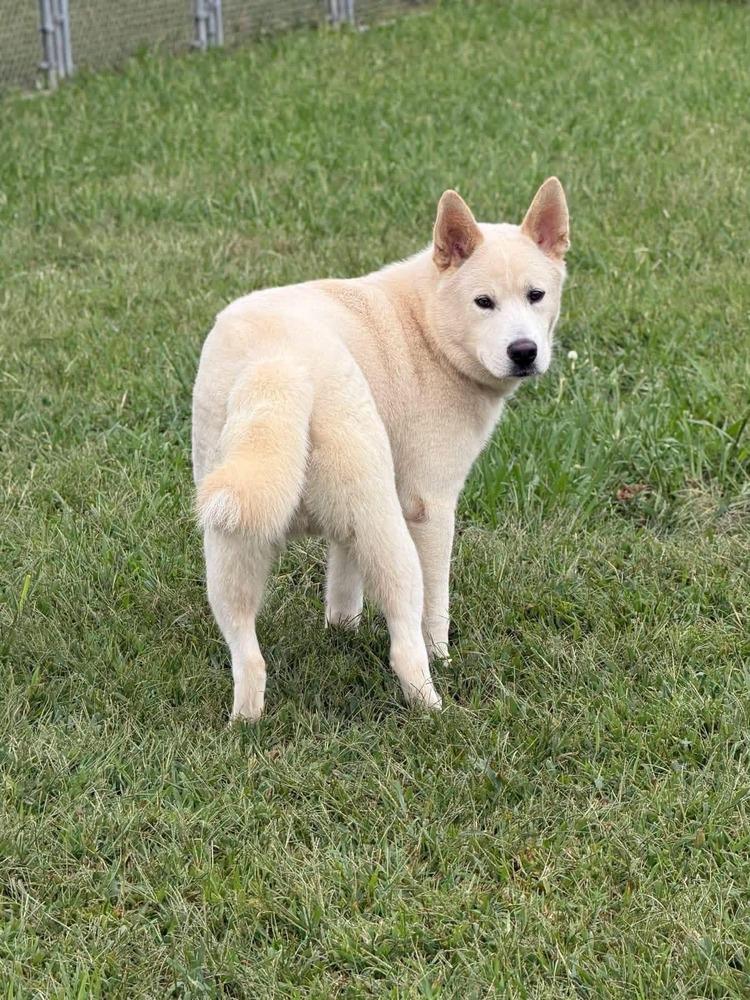 Kota, Adoptable, Puppy Male Akita.