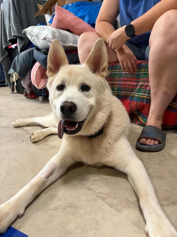 Enlarge Kota, a Adoptable mixed breed in Dutton, VA image 2/2