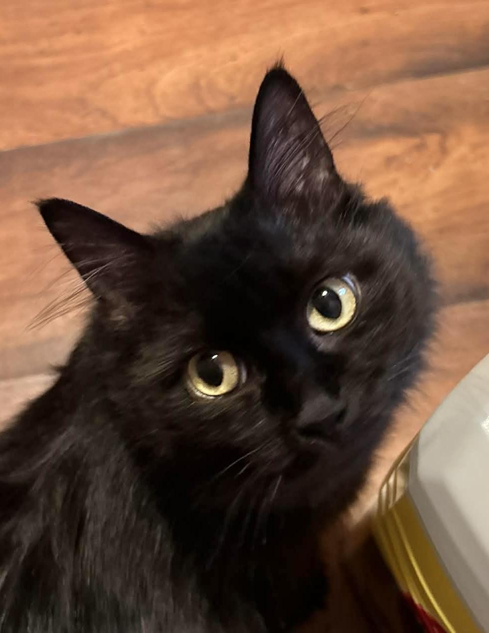 Morticia thumbnail 3