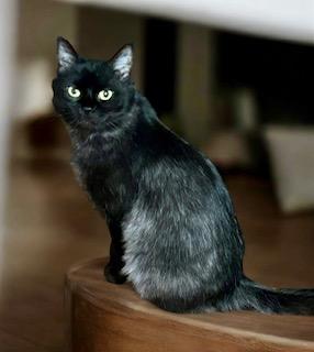 Enlarge Morticia, a ADOPTABLE Domestic Medium Hair in Noble, OK image 2/4
