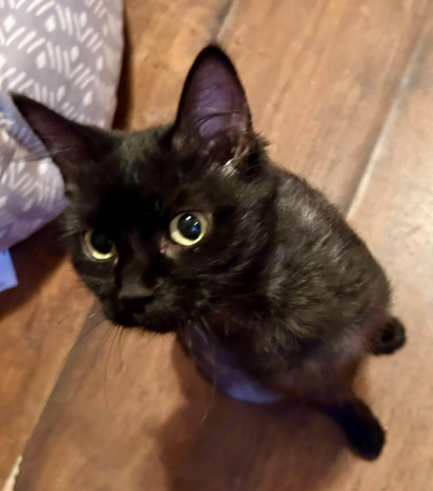 Enlarge Morticia, a ADOPTABLE Domestic Medium Hair in Noble, OK image 3/4