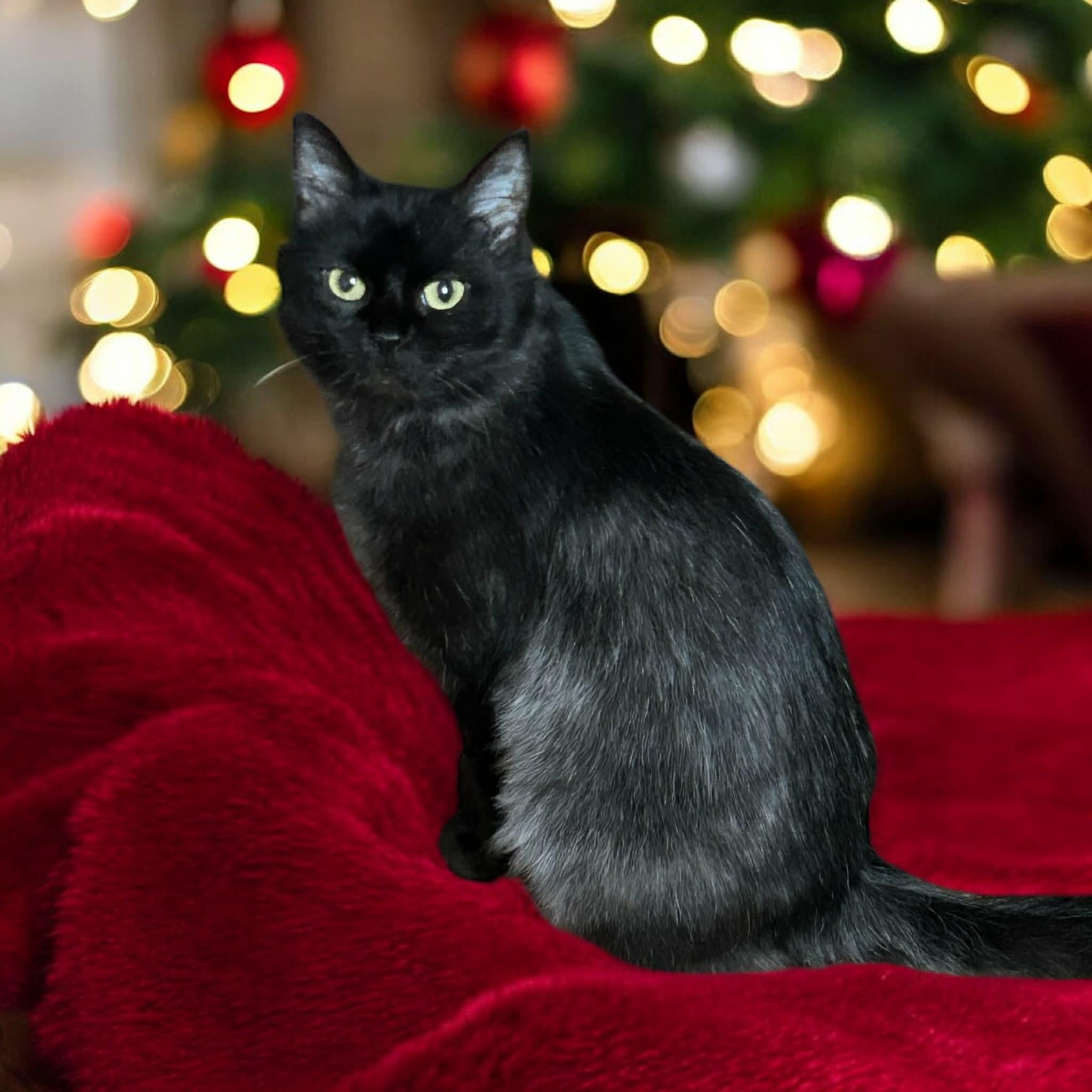 Morticia thumbnail 4