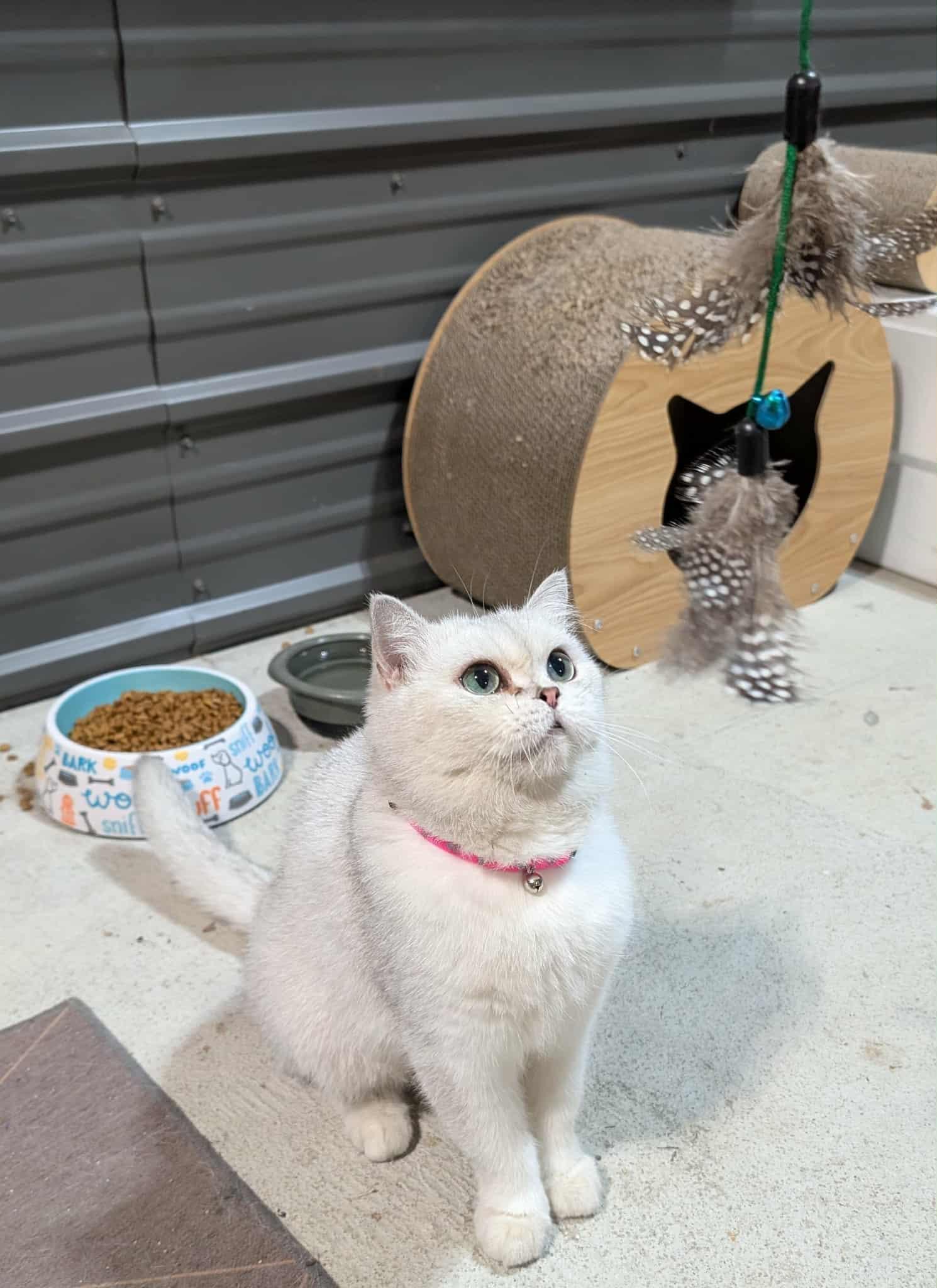 Suri, Adoptable, Adult Female British Shorthair.