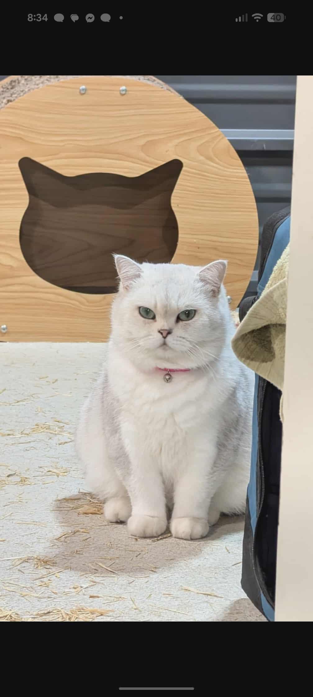 Suri, an adoptable British Shorthair in Winnipeg, MB, R2W 2B3 | Photo Image 2