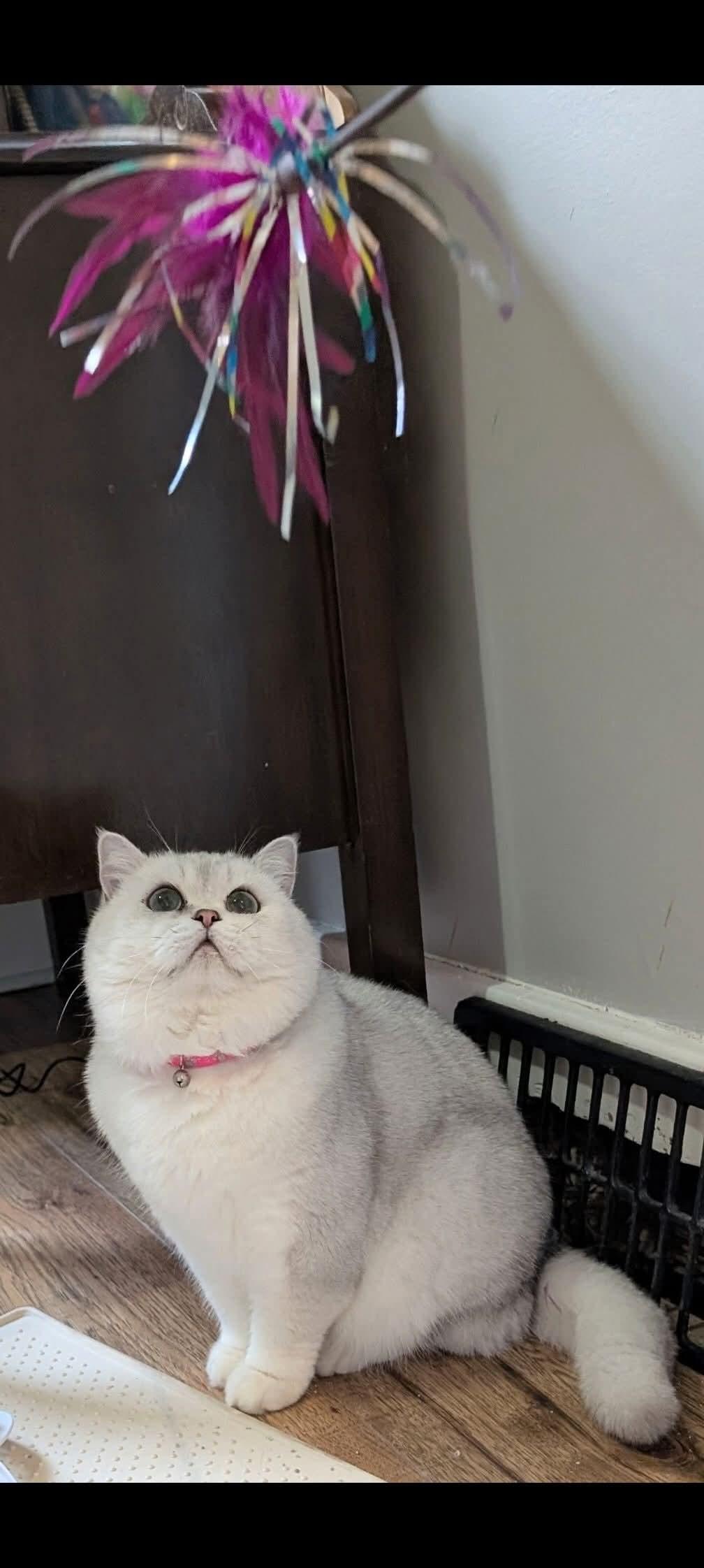 Suri, an adoptable British Shorthair in Winnipeg, MB, R2W 2B3 | Photo Image 4