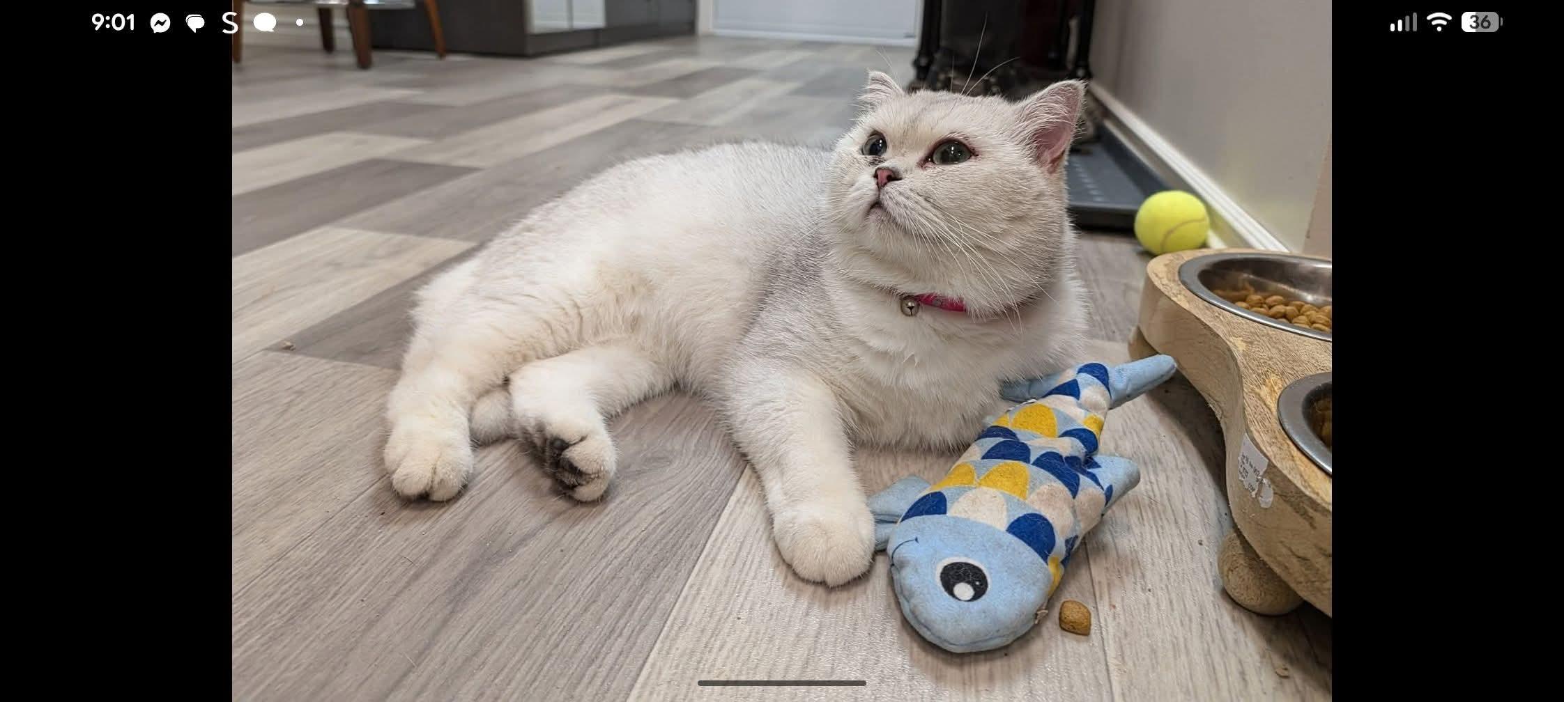 Suri, an adoptable British Shorthair in Winnipeg, MB, R2W 2B3 | Photo Image 3