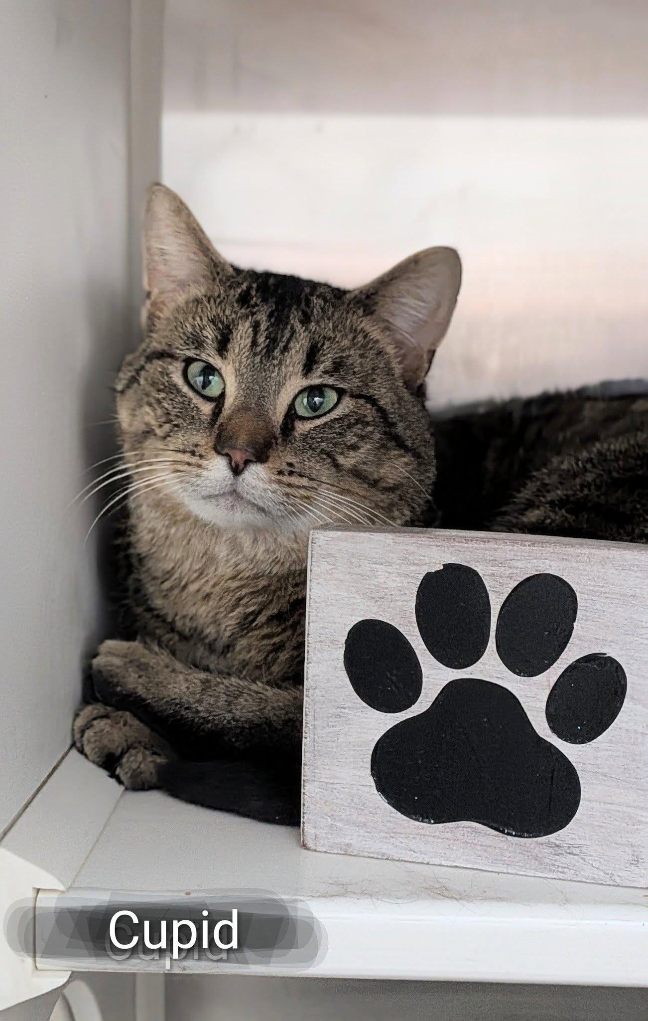 Enlarge Cupid, an adopted Domestic Short Hair in Flint, MI image 1/1
