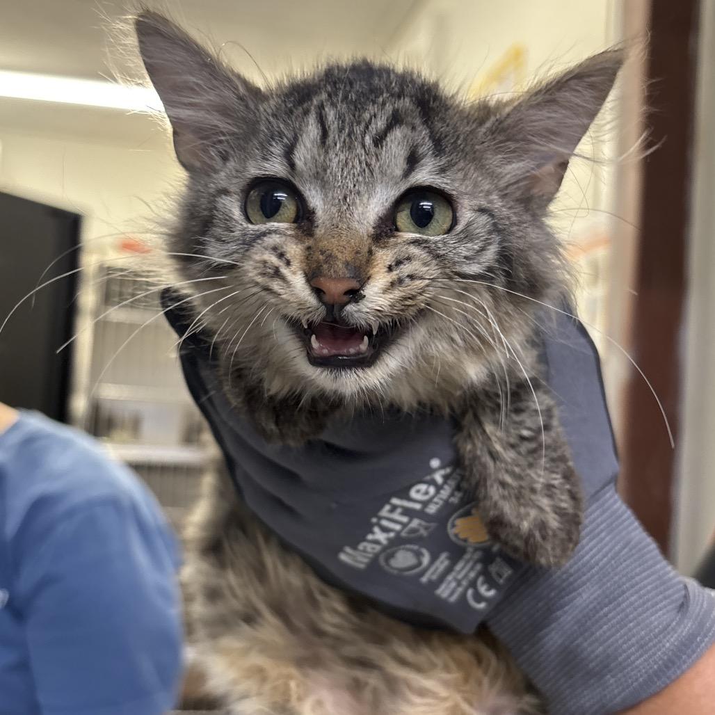 Yoshi, Adoptable, Kitten Male Domestic Medium Hair.