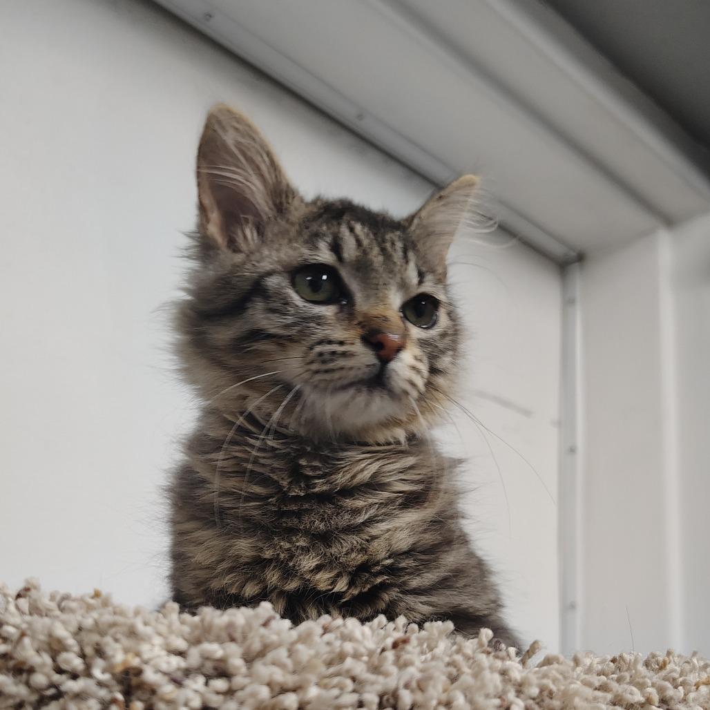 Enlarge Yoshi, a Adoptable Domestic Medium Hair in Springtown, TX image 2/5