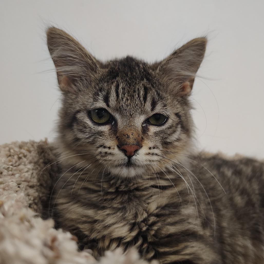 Enlarge Yoshi, a Adoptable Domestic Medium Hair in Springtown, TX image 3/5