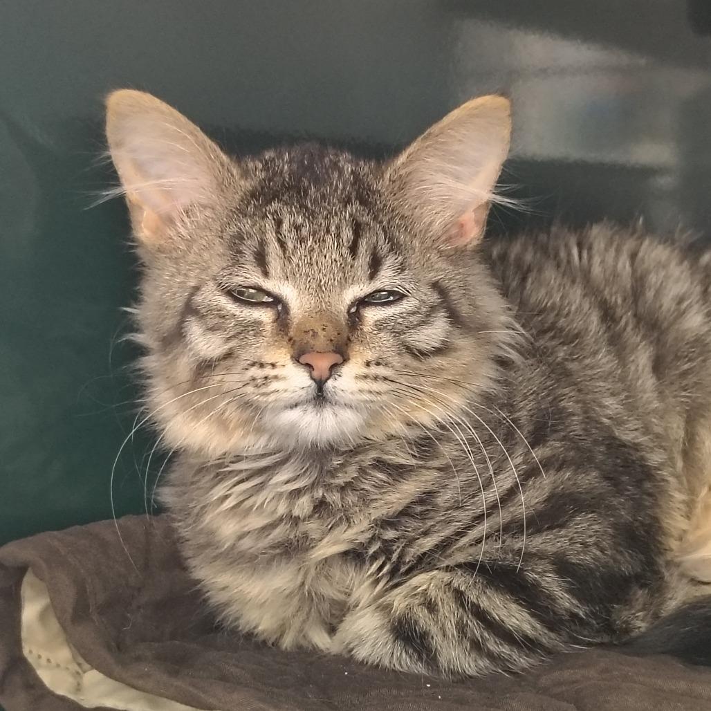 Enlarge Yoshi, a Adoptable Domestic Medium Hair in Springtown, TX image 4/5