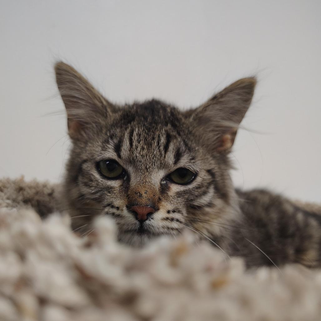 Enlarge Yoshi, a Adoptable Domestic Medium Hair in Springtown, TX image 5/5