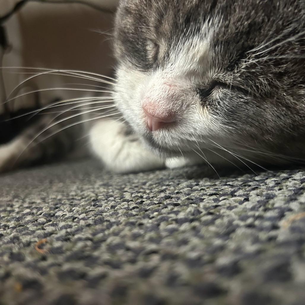 Ezra 2, Adoptable, Senior Male Domestic Short Hair.