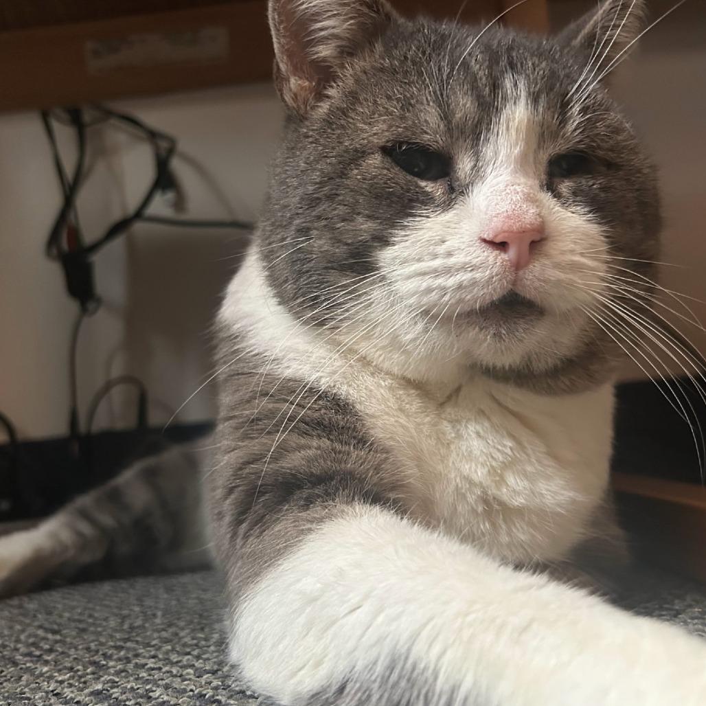 Enlarge Ezra 2, a Adoptable Domestic Short Hair in Toledo, OH image 2/2