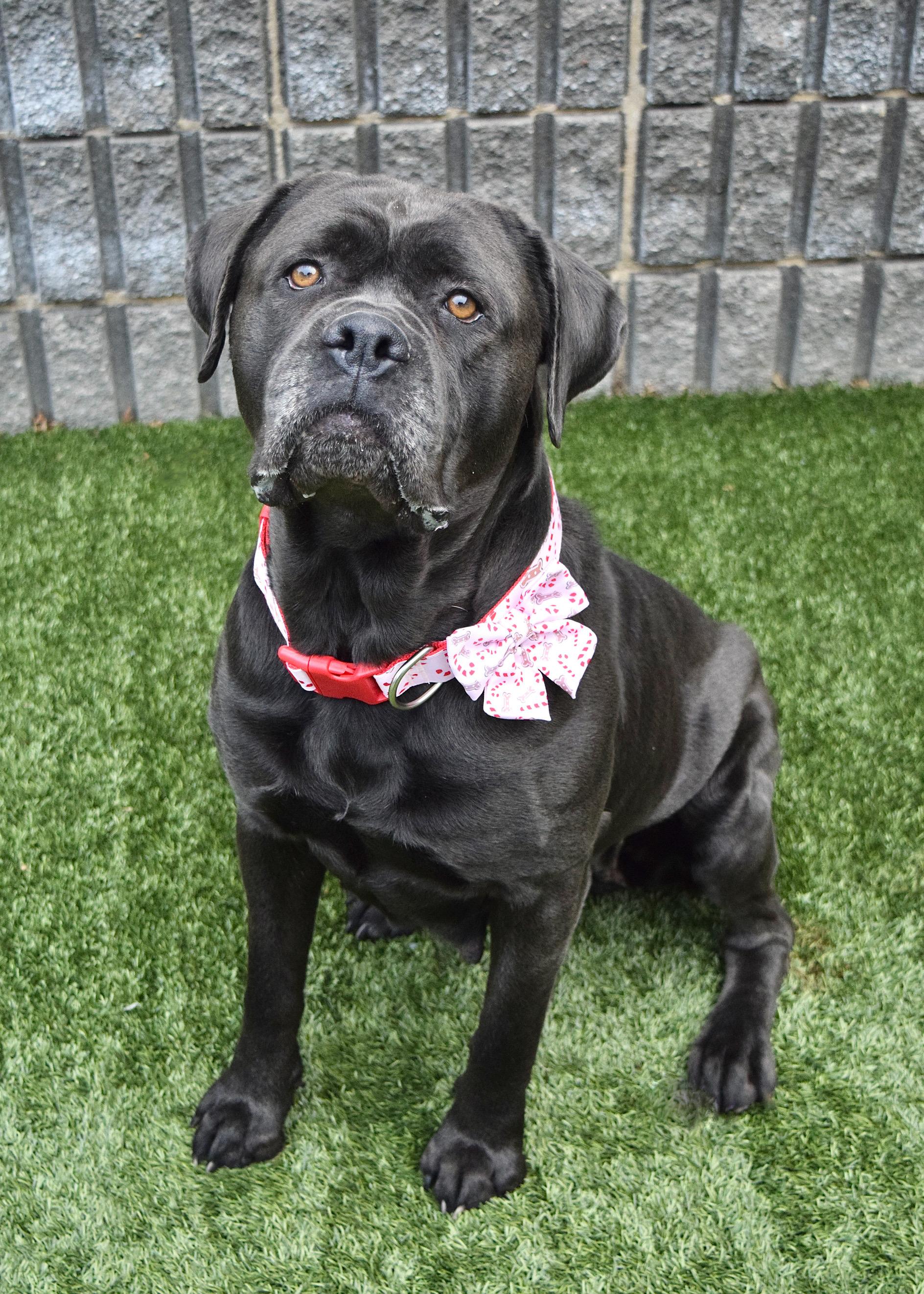 Enlarge May May, a ADOPTABLE Mastiff in Dublin, CA image 2/6