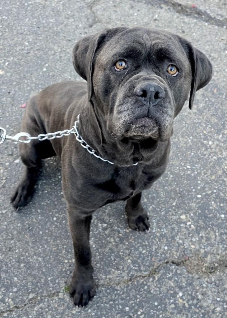 Enlarge May May, a ADOPTABLE Mastiff in Dublin, CA image 5/6