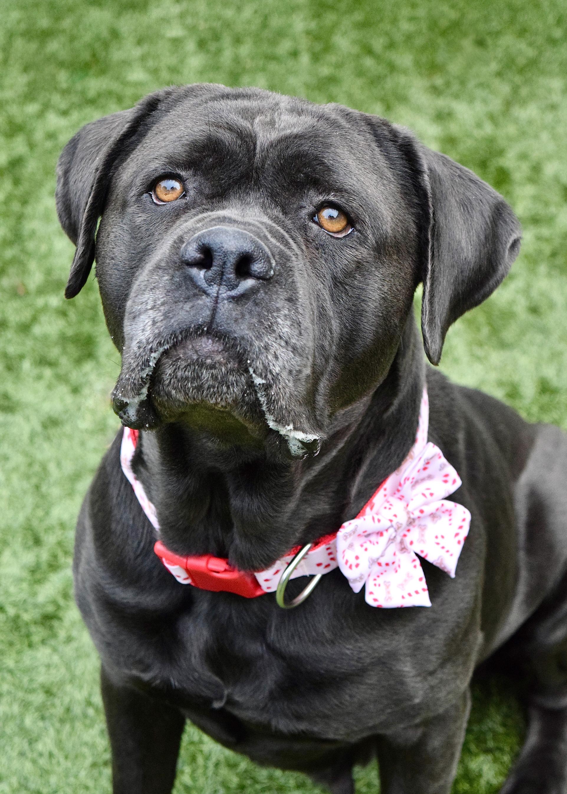 Enlarge May May, a ADOPTABLE Mastiff in Dublin, CA image 1/6