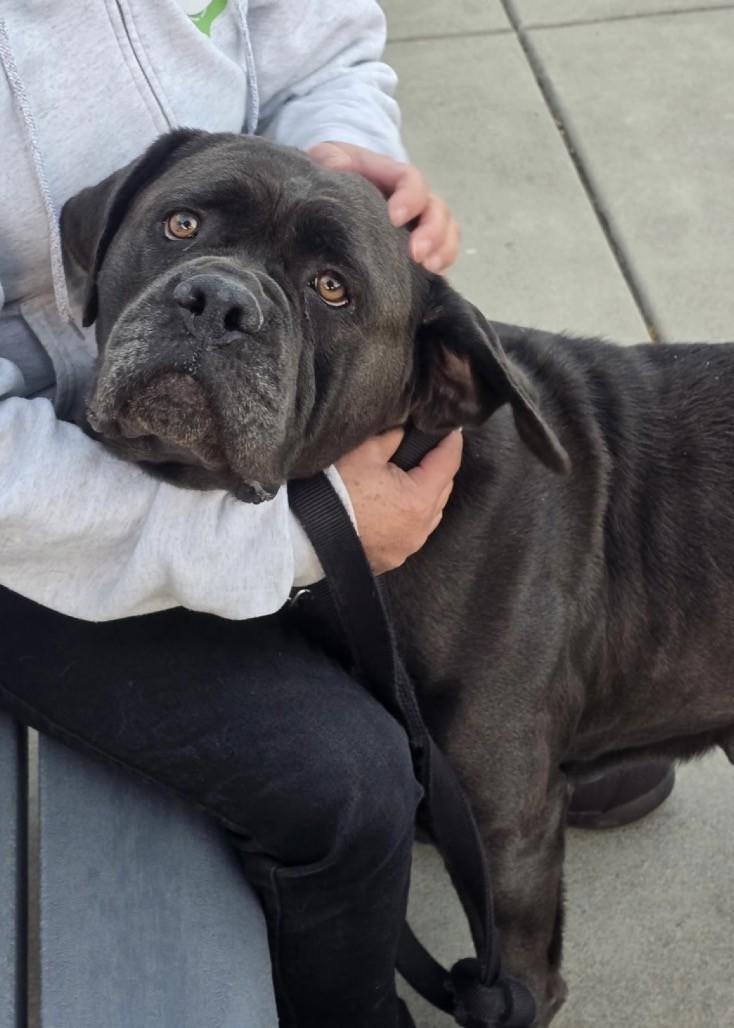 Enlarge May May, a ADOPTABLE Mastiff in Dublin, CA image 3/6