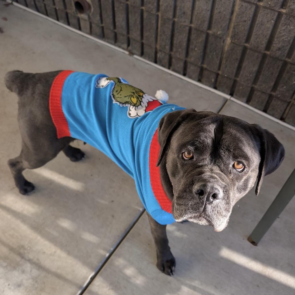 Enlarge May May, a ADOPTABLE Mastiff in Dublin, CA image 4/6