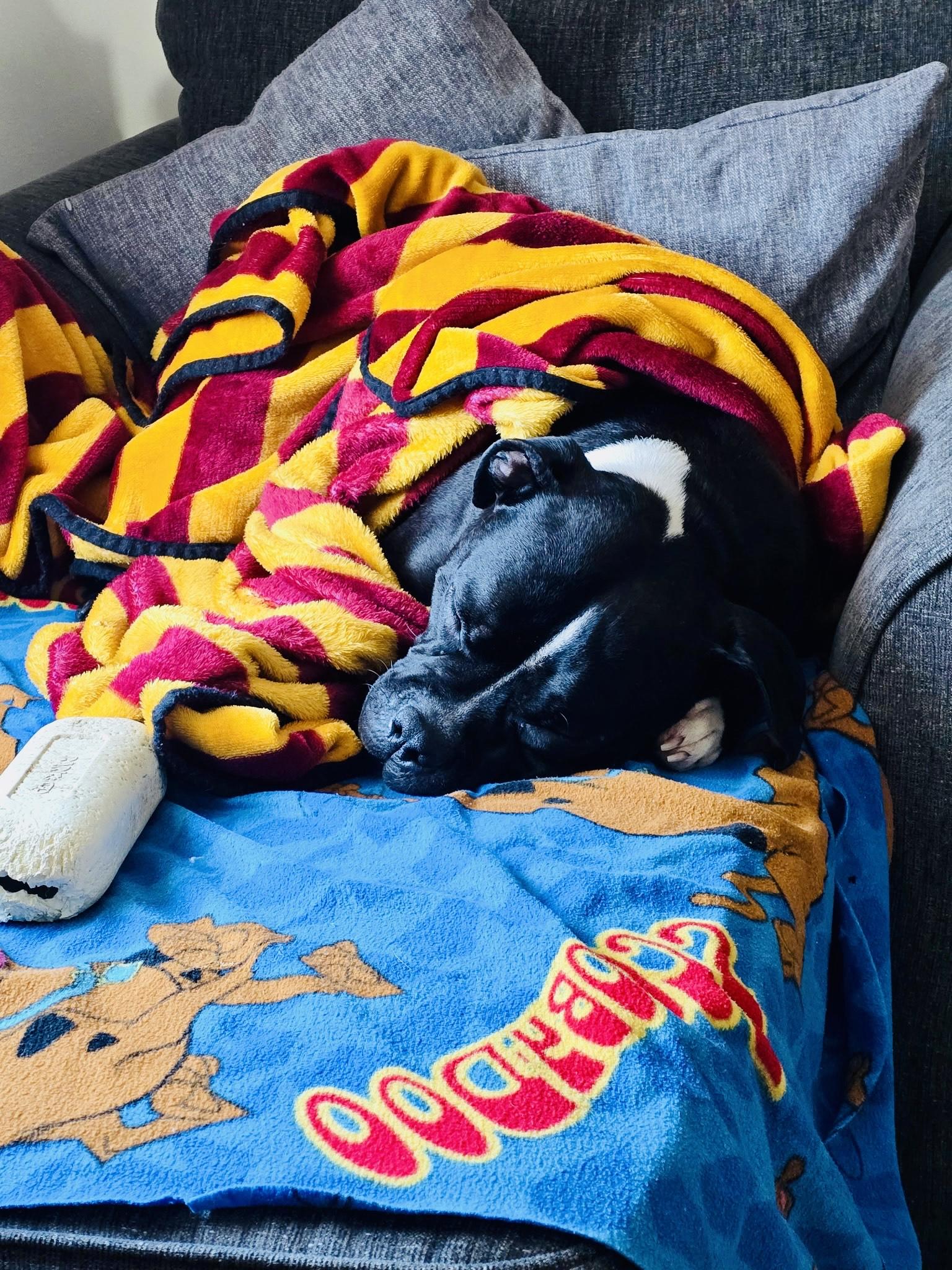 Enlarge Gucci, a ADOPTABLE mixed breed in Glen Allen, VA image 2/4