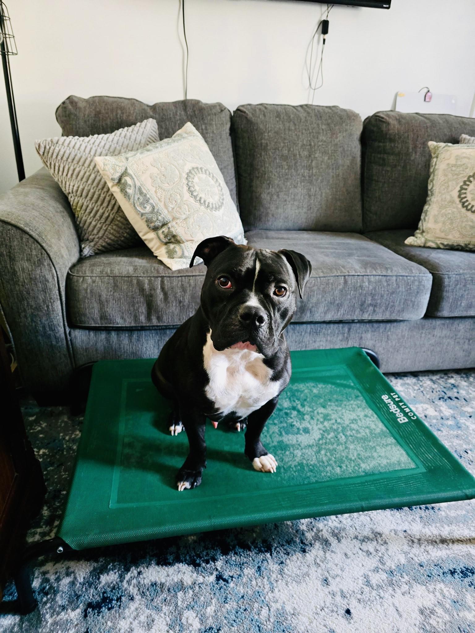 Enlarge Gucci, a ADOPTABLE mixed breed in Glen Allen, VA image 4/4