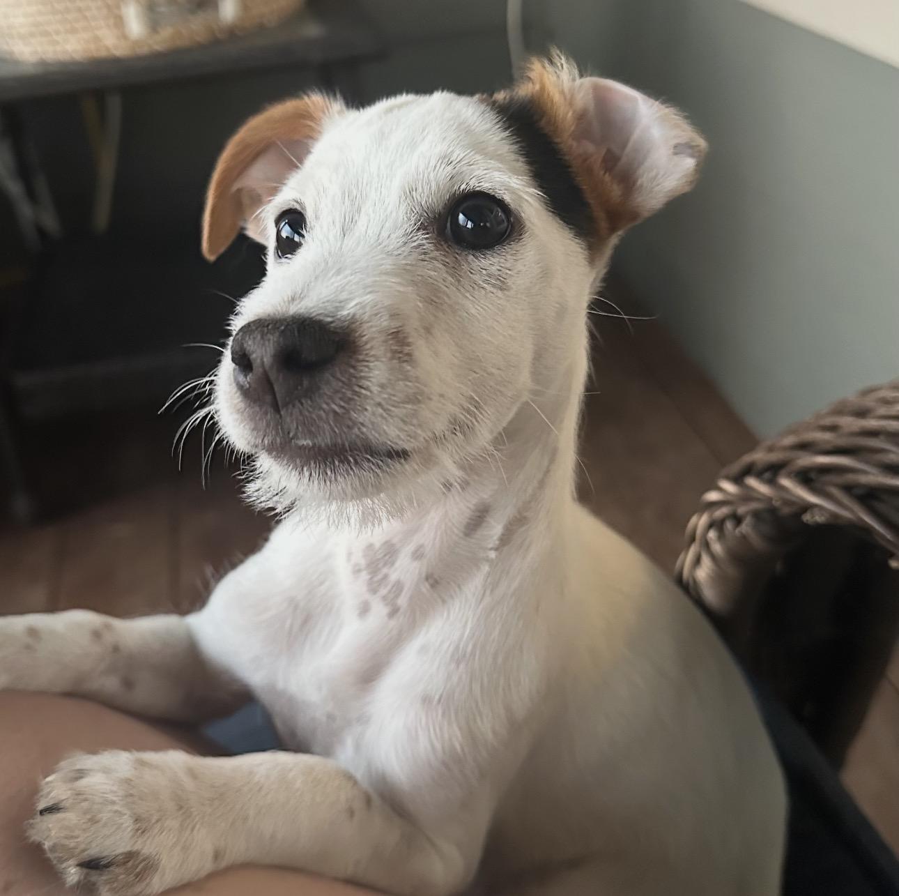 Sundance, ADOPTABLE, Puppy Male Jack Russell Terrier.