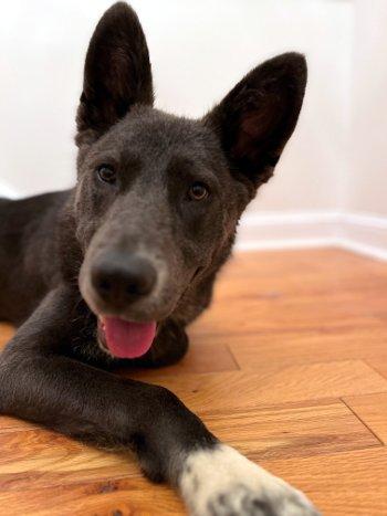 Bernie, Adoptable, Puppy Male Shepherd.