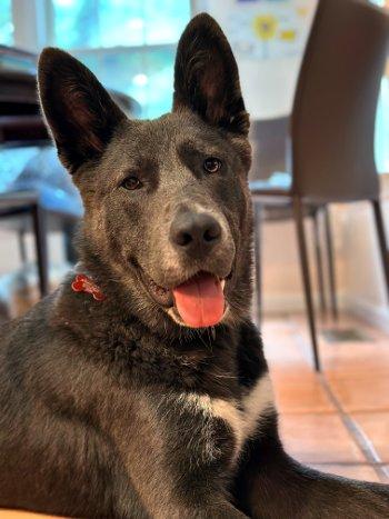 Bernie, a Adoptable mixed breed in Bedford Hills, NY image 2/6