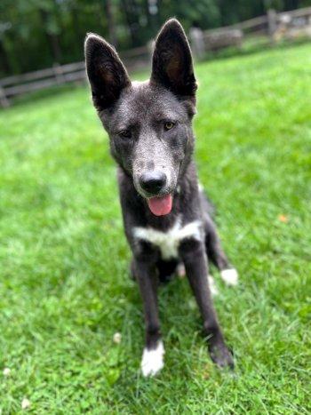 Bernie, a Adoptable mixed breed in Bedford Hills, NY image 3/6