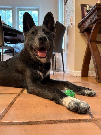 Bernie, a Adoptable mixed breed in Bedford Hills, NY image 4/6