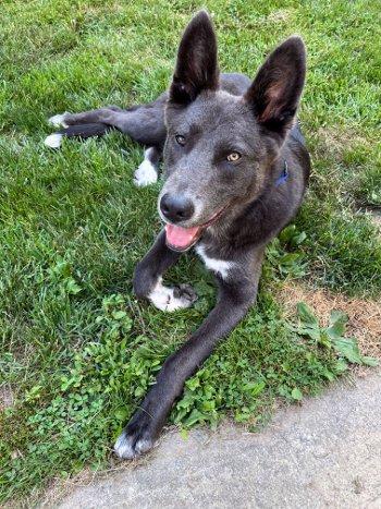 Bernie, a Adoptable mixed breed in Bedford Hills, NY image 5/6