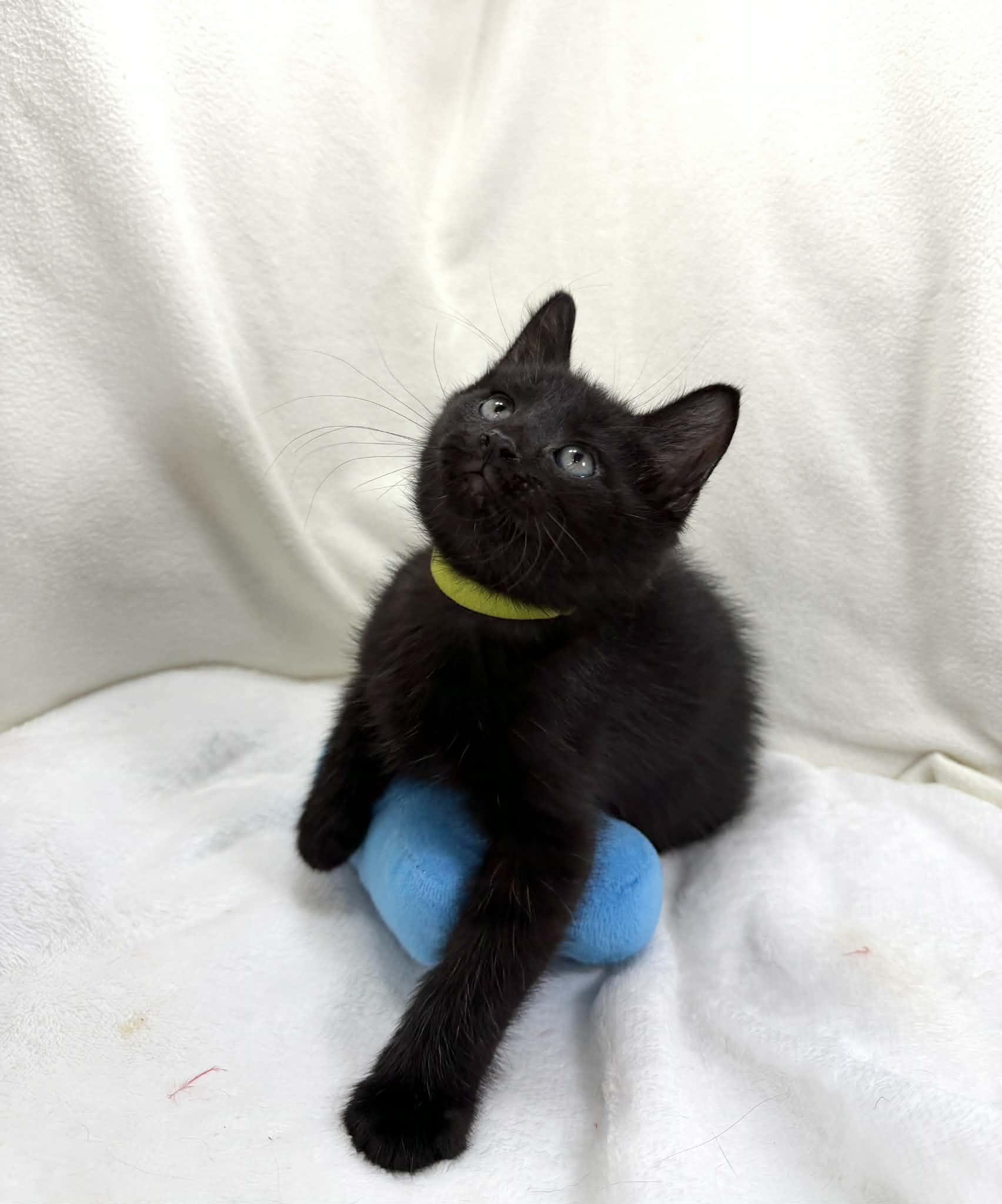 Enlarge Fabian , an adopted Domestic Short Hair in Tavares, FL image 3/4