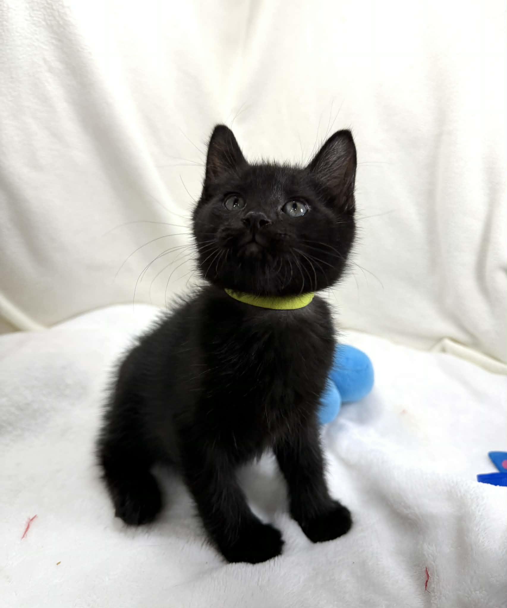 Enlarge Fabian , an adopted Domestic Short Hair in Tavares, FL image 4/4